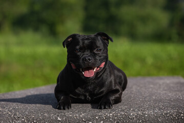 Staffordshire bull terrier aka staffy