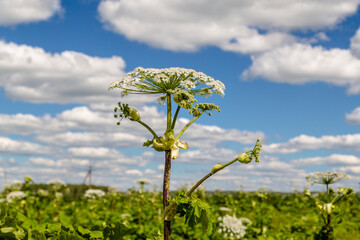 Heracleum Sosnowskyi contain the intense toxic allergen furanocoumarin