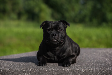 Staffordshire bull terrier aka staffy