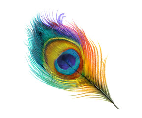 Obraz premium One peacock feather with gradient color isolated on a transparent background