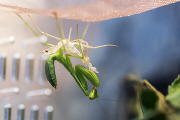 Tree mantis (Hierodula tenuidentata) nymph after the fifth molt (process of shedding exuvia and...