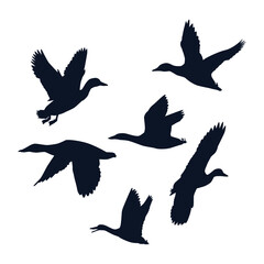 silhouette of wild duck in flight