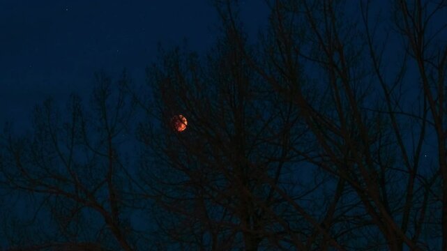 Blood moon through tree branches 