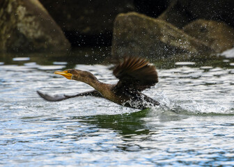 Cormorant taking off from the water in tranquil river setting during bright daylight hours