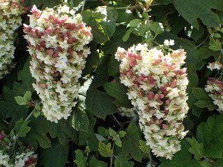 カシワバアジサイの花
