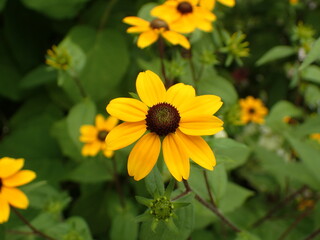 ルドベキアの花