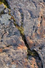 Close-up of a weathered rock showing natural cracks filled with moss and small grass, lit by warm evening sunlight.