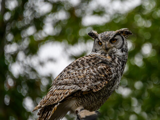 Majestic owl perched gracefully amidst green foliage in a serene natural setting
