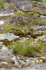 Close-up of tufts of grass and moss patches thriving on a granite rock surface in a natural forest...
