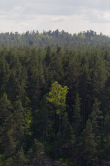Single vibrant green birch tree catches sunlight amidst dense, shadowed pine forest in remote...