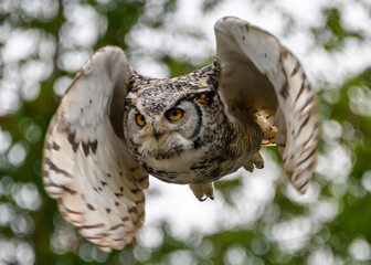 Majestic owl in flight captures the essence of nature's beauty on a clear day