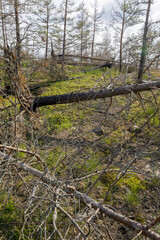 Multiple pine trees lie broken across the forest floor after strong winds, with tangled branches...