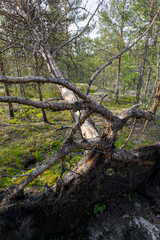 A pine tree lies uprooted with exposed roots and tangled branches on a forest floor, showing signs...