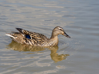 Female mallard duck on the lake. ( anas platyrhynchos) swimming in beautiful pond at autumn. close up.