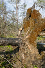 Close-up of an uprooted pine tree lying on forest floor, with burnt bark and moss-covered roots...