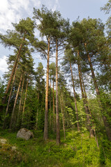 Sunlit pine forest with tall trees reaching the sky, surrounded by lush greenery, mossy...