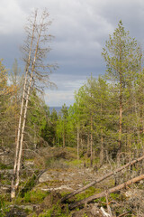 A transition zone in a northern forest with a mix of live and dead trees, fallen trunks, rocky...