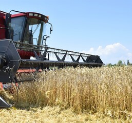 Fototapeta premium Wheat threshing. The machine cuts the ears, threshes the grain and separates the straw. Modern technology ensures fast and efficient harvesting, preserving the quality of the grain and minimizing loss