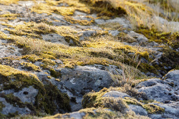 Close-up of moss and dry grass growing between rocks on a sunlit slope, showing natural patterns and earthy textures.