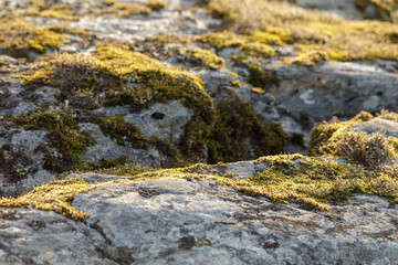 Detailed view of moss-covered rocks illuminated by golden sunset light, showcasing natural textures and rugged terrain.