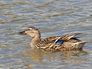 Female mallard duck on the lake. ( anas platyrhynchos) swimming in beautiful pond at autumn. close up.