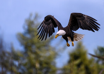 Bald eagle soars through blue sky above lush green trees in natural habitat during daylight