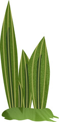 snake plant on isolated white