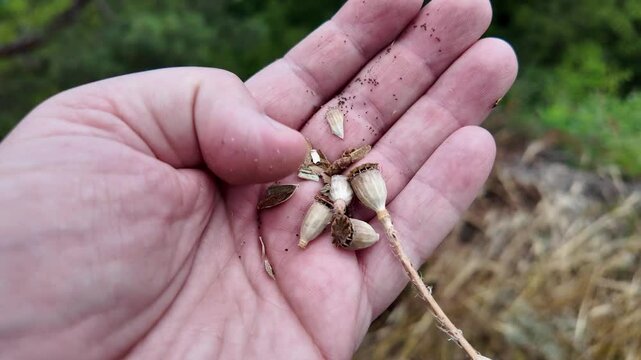dry poppy seeds in the palm of your hand.
Pouring poppy seeds from the capsule into a hand. dry poppy flower