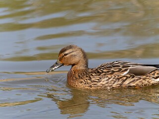 Female mallard duck on the lake. ( anas platyrhynchos) swimming in beautiful pond at autumn. close up.
