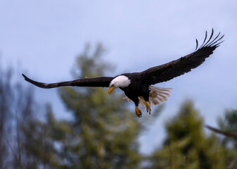 Bald eagle soaring above trees during daylight, showcasing its majestic wings and keen hunting skills