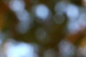 Blurred Ambience Soft Focus Abstract Autumn Hues Background Image