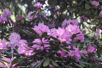 pink rhododendron smirnovii blooms, delicate flower, bud, 2