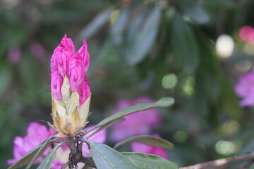 pink rhododendron smirnovii blooms, delicate flower, bud, 2
