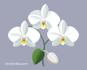 Graceful white orchid blossoms with delicate petals vector art design 