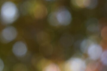 Abstract Blurred Sunlight Through Foliage in Autumn Colors Pattern