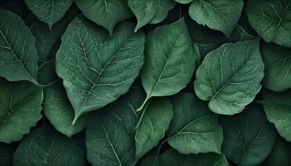 An overhead view showcases lush green leaves, creating a vibrant natural scene.