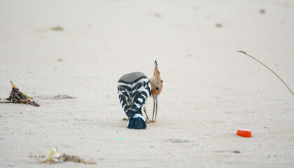 hoopoe on the beach © Amir