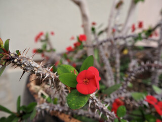 Close-up view of a Euphorbia milii flower surrounded by its spiky stems. A unique combination of...