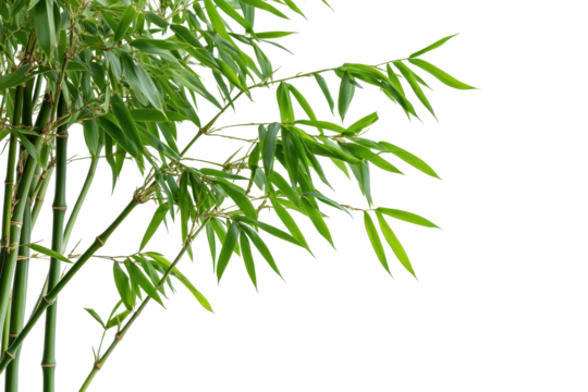 Macro shot of fortunate bamboo thriving in natural habitat under bright daylight surrounded by lush greenery
