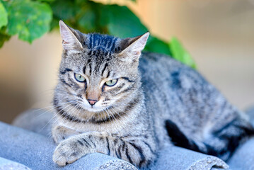 portrait of a cat