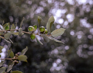 close up of an oak tree branch with acorns in autumn