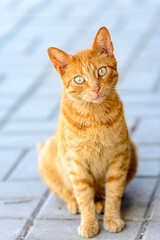 portrait of a cat