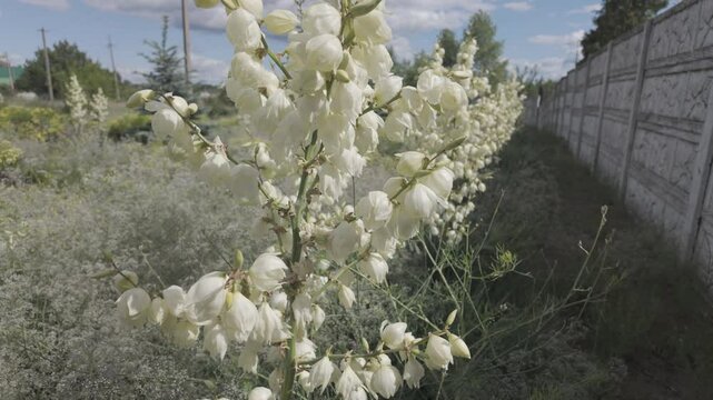 Yuccas are blooming. Green Yucca gloriosa plants with white flowers in the garden in summer. Green Yucca gloriosa plants with white flowers in the garden in summer