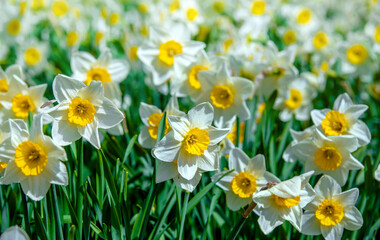 Obraz premium White daffodils on a green natural background 