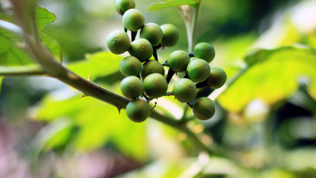 Pea eggplant fruit grows on trees.
