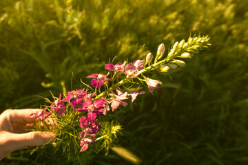 A woman's hand holds a wildflower against a field of green grass and wildflowers, natural summer green background at sunset.