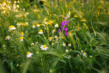 Natural green background, field of chamomile and green grass at sunset.
