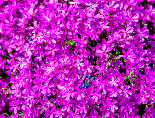 Natural background of small purple flowers
