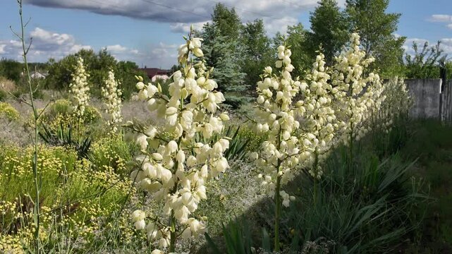 Yuccas are blooming. Green Yucca gloriosa plants with white flowers in the garden in summer. Green Yucca gloriosa plants with white flowers in the garden in summer