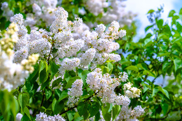 Inflorescence of a white lilac against a blue sky
